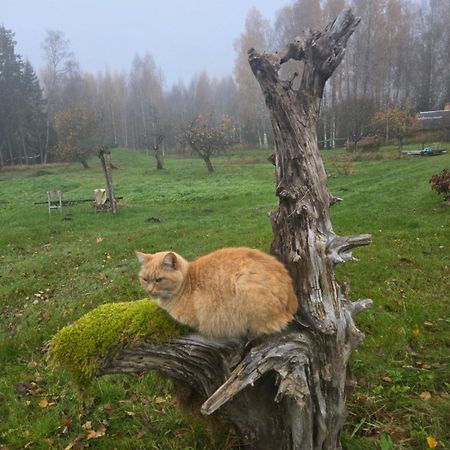 Baltas Raganinas Pirts Villa Sabile Exteriör bild